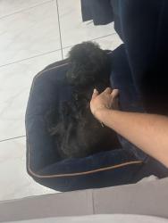 Lost Male Dog last seen E 9th Ln & E 34th St, Hialeah, Hialeah, FL 33013