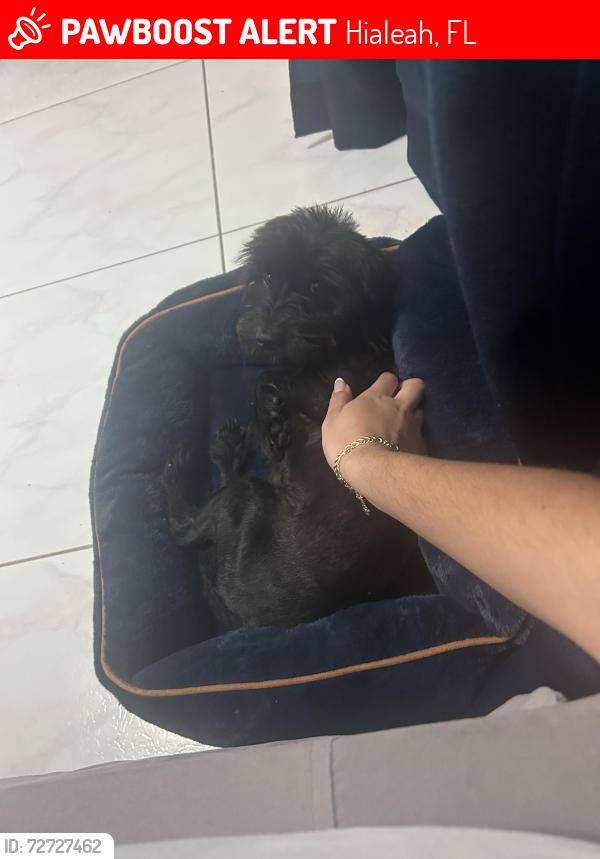 Lost Male Dog last seen E 9th Ln & E 34th St, Hialeah, Hialeah, FL 33013