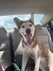 Lost Female Dog last seen Ironwood and canyon st., Apache Junction, AZ 85120