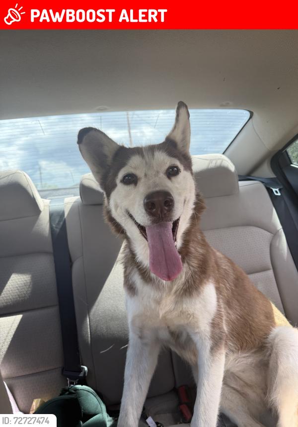 Lost Female Dog last seen Ironwood and canyon st., Apache Junction, AZ 85120