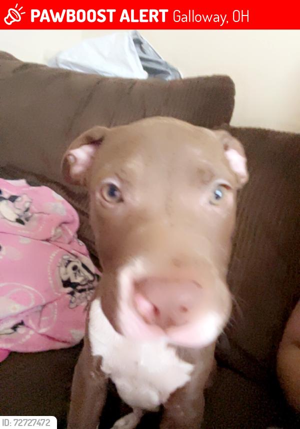 Lost Male Dog last seen Hall and Norton road , Galloway, OH 43119