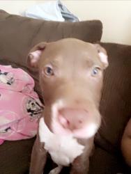 Lost Male Dog last seen Hall and Norton road , Galloway, OH 43119