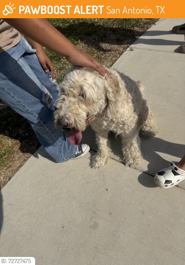 Found/Stray Male Dog last seen Rue de lis, San Antonio, TX 78250