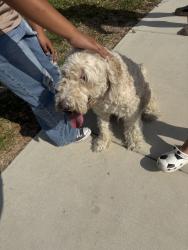 Found/Stray Male Dog last seen Rue de lis, San Antonio, TX 78250