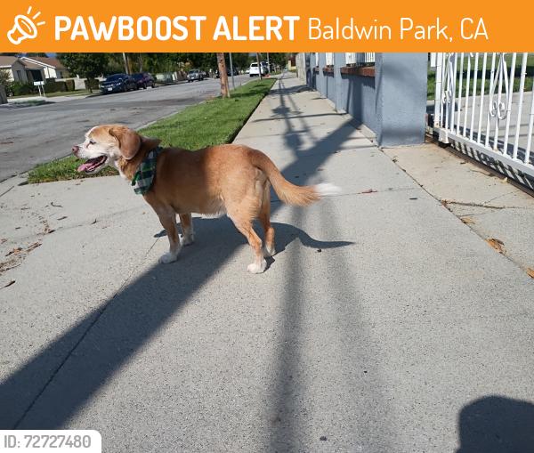 Found/Stray Male Dog last seen Havenbrook and maine , Baldwin Park, CA 91706