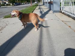 Found/Stray Male Dog last seen Havenbrook and maine , Baldwin Park, CA 91706