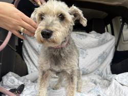 Found/Stray Male Dog last seen Mill st by Mill st market, San Marcos, TX 78666