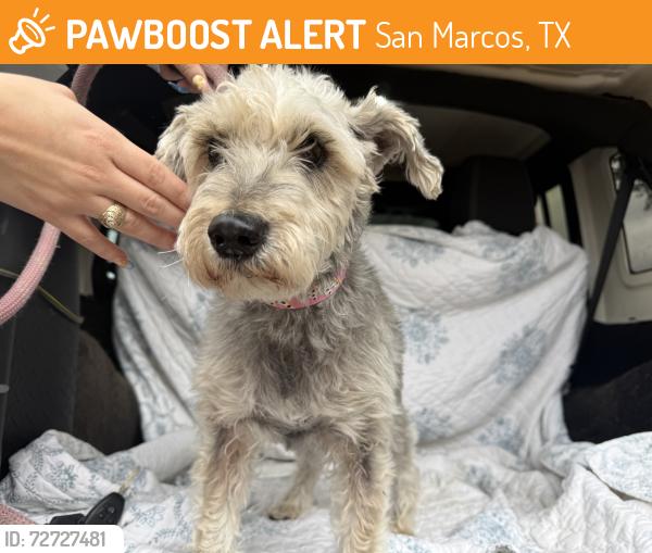 Found/Stray Male Dog last seen Mill st by Mill st market, San Marcos, TX 78666