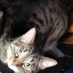 Lost Male Cat last seen The trees/wooded area near 302 Saybrook CT and 304 Saybrook CT, Richlands, NC 28574