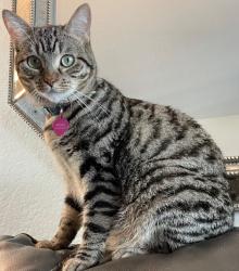 Lost Female Cat last seen Imperial Hwy and McCarthy Court, El Segundo, CA 90245