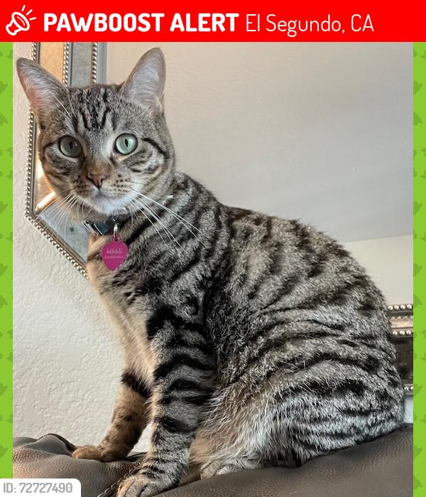 Lost Female Cat last seen Imperial Hwy and McCarthy Court, El Segundo, CA 90245