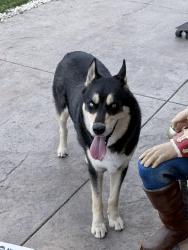 Found/Stray Male Dog last seen Siesta calle on greenfield dr, El Cajon, CA 92019