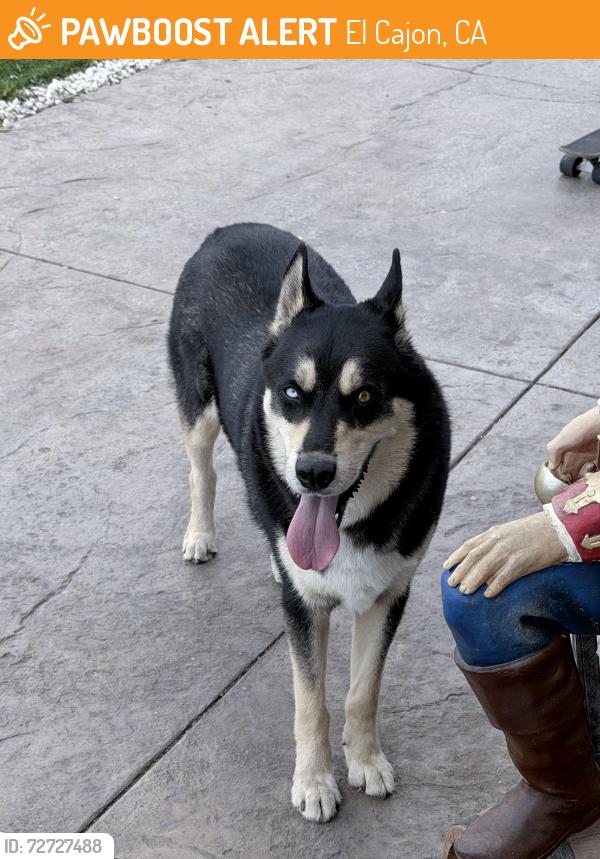 Found/Stray Male Dog last seen Siesta calle on greenfield dr, El Cajon, CA 92019