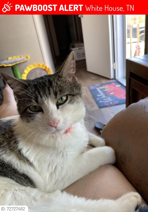 Lost Female Cat last seen Unknown , White House, TN 37188