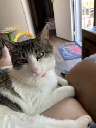 Lost Female Cat last seen Unknown , White House, TN 37188