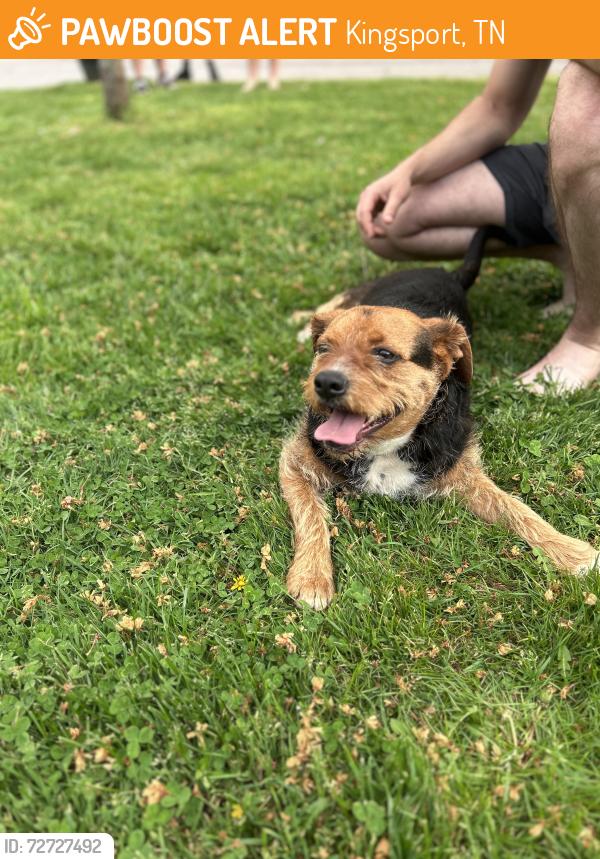 Found/Stray Male Dog last seen Harrtown Road, Kingsport, TN 37664