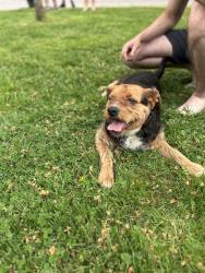 Found/Stray Male Dog last seen Harrtown Road, Kingsport, TN 37664