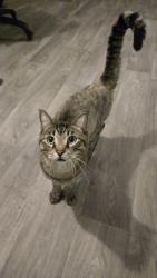 Found/Stray Male Cat last seen NE 16th ave, North Miami, FL 33161