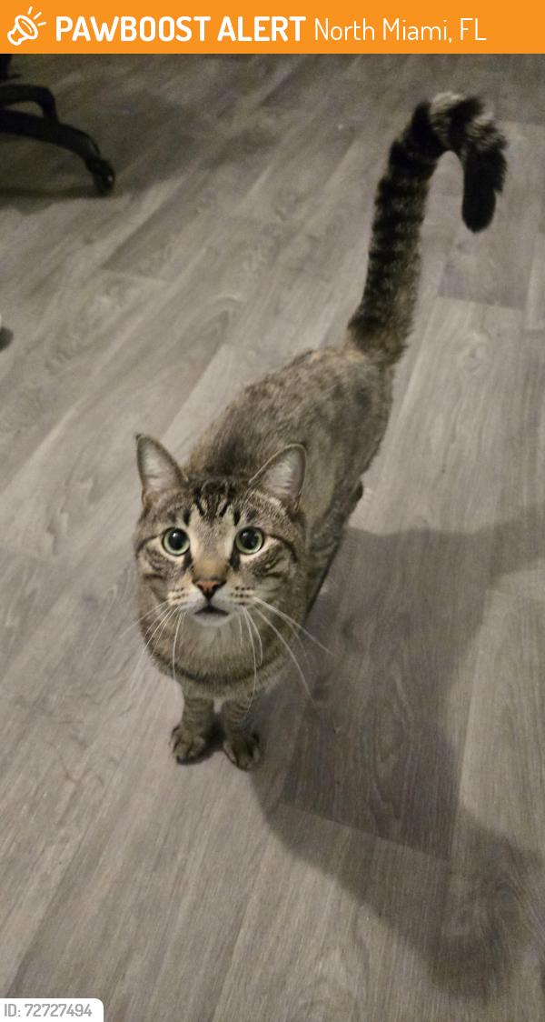 Found/Stray Male Cat last seen NE 16th ave, North Miami, FL 33161