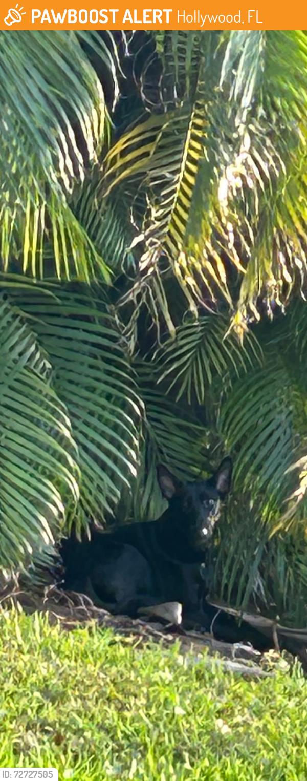 Found/Stray Unknown Dog last seen 27th Ave / Waterview Park, Hollywood, FL 33020