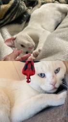 Lost Female Cat last seen kane & ashleman st, Bellmead, TX 76705