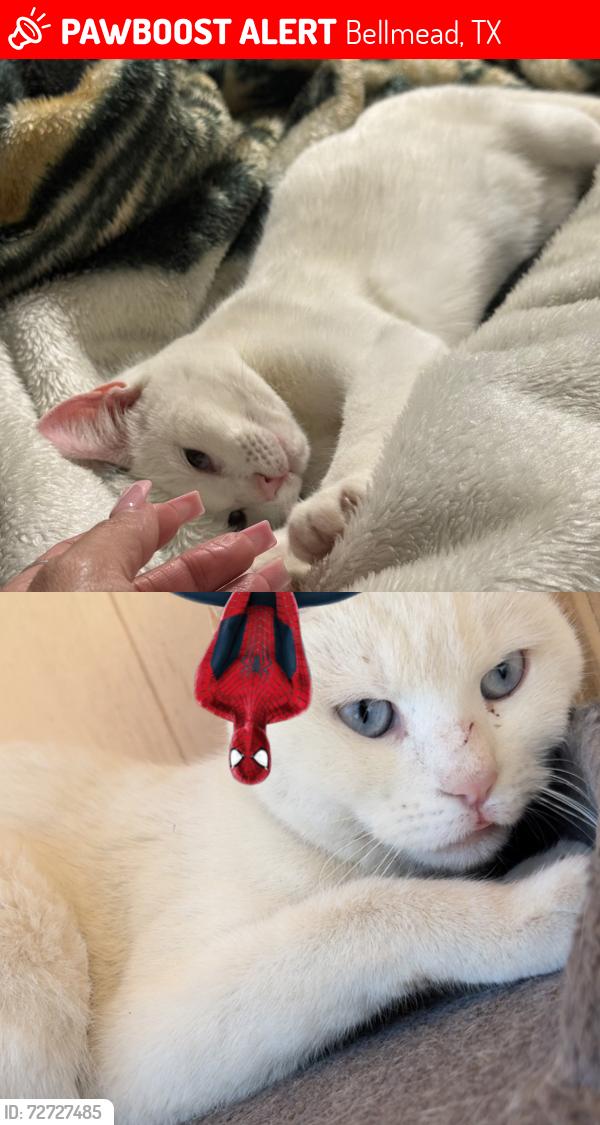 Lost Female Cat last seen kane & ashleman st, Bellmead, TX 76705