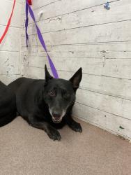 Shelter Stray Female Dog last seen ORANGE AND E ST, San Bernardino, CA 92401