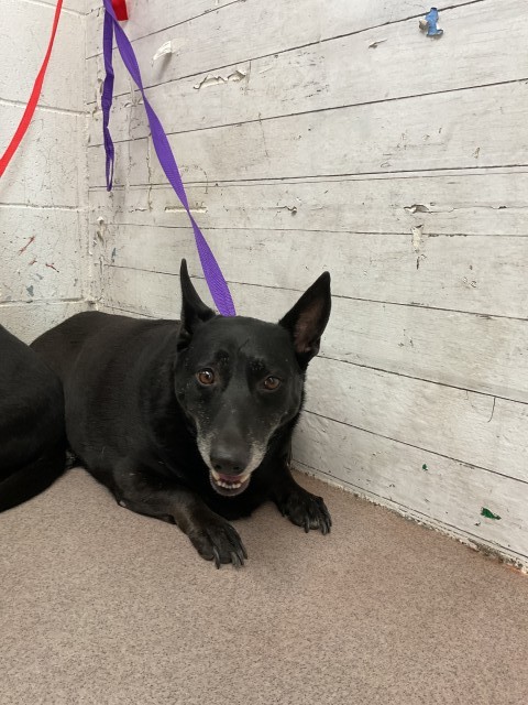 Shelter Stray Female Dog last seen ORANGE AND E ST, San Bernardino, CA 92401