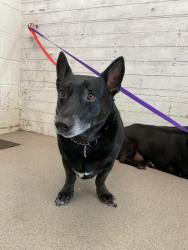 Shelter Stray Female Dog last seen ORANGE AND E ST, San Bernardino, CA 92401