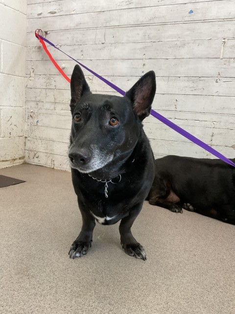 Shelter Stray Female Dog last seen ORANGE AND E ST, San Bernardino, CA 92401