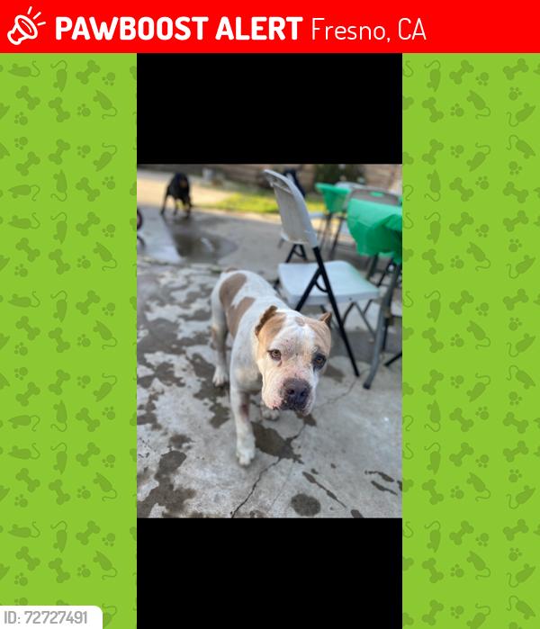 Lost Male Dog last seen Fresno CA , Fresno, CA 93721