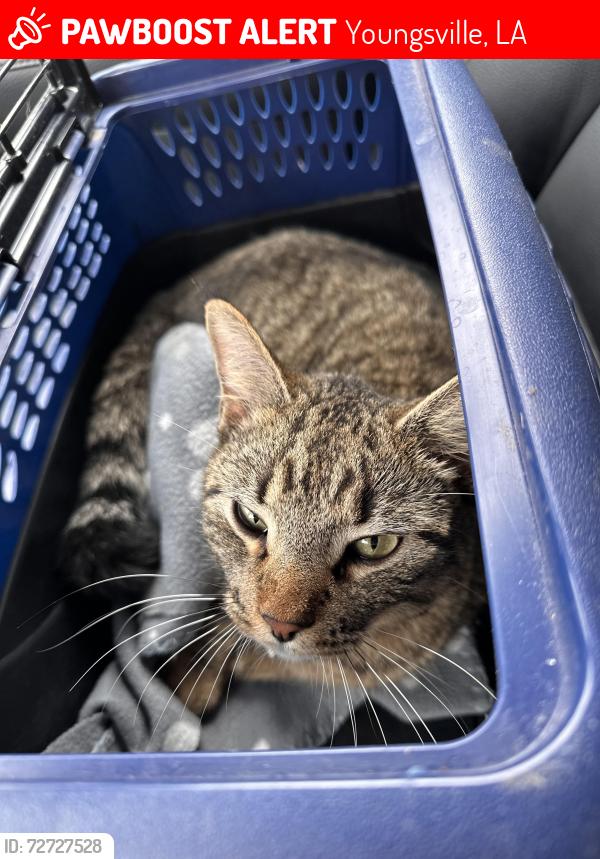 Lost Male Cat last seen Chemin Metairie and Village Green DR, Youngsville, LA 70592