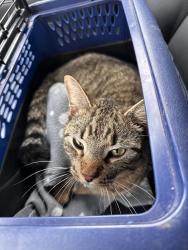 Lost Male Cat last seen Chemin Metairie and Village Green DR, Youngsville, LA 70592