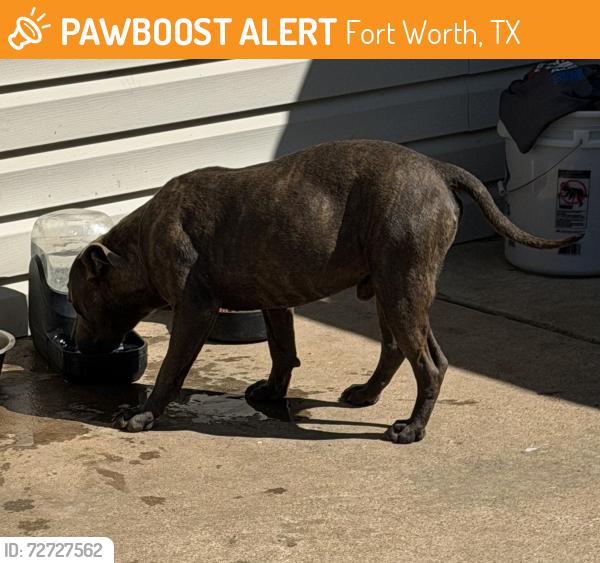 Found/Stray Male Dog last seen Mccart/Seminary, Fort Worth, TX 76133