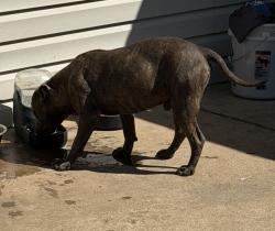 Found/Stray Male Dog last seen Mccart/Seminary, Fort Worth, TX 76133