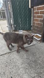 Found/Stray Unknown Cat last seen Woohaven , Queens, NY 11421