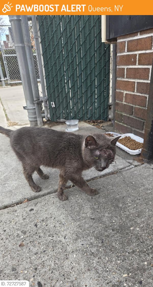 Found/Stray Unknown Cat last seen Woohaven , Queens, NY 11421