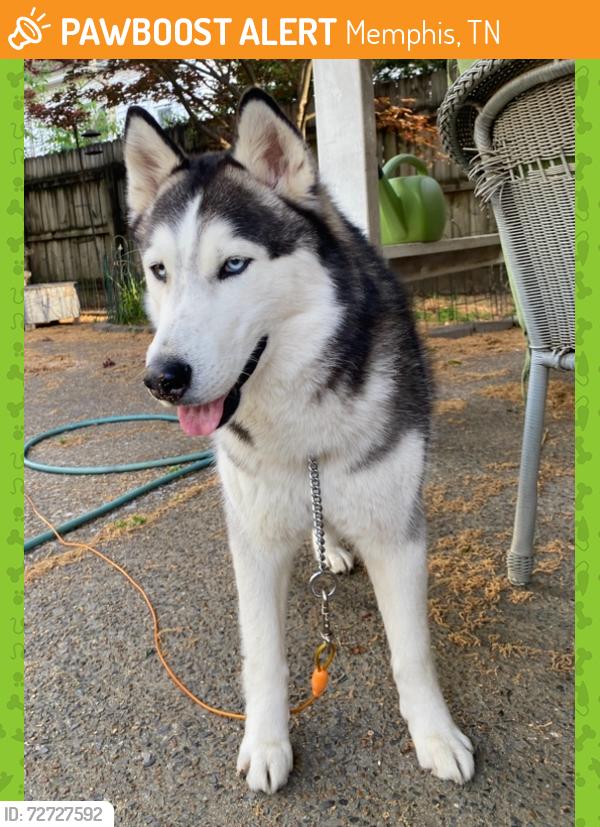 Found/Stray Male Dog last seen Macon and National, Memphis, TN 38122