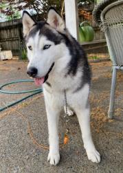 Found/Stray Male Dog last seen Macon and National, Memphis, TN 38122