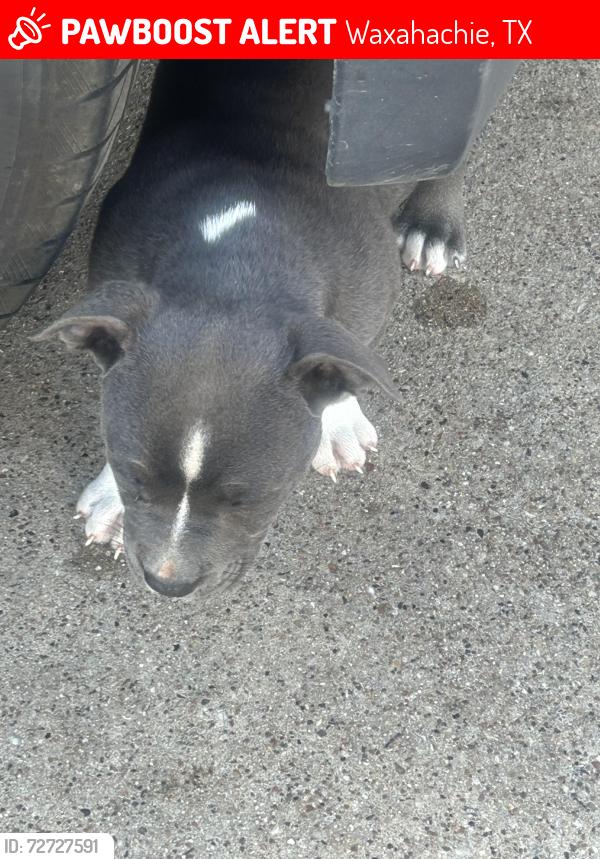 Lost Female Dog last seen bells chapel , Waxahachie, TX 75165