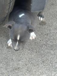 Lost Female Dog last seen bells chapel , Waxahachie, TX 75165