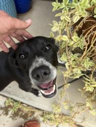 Found/Stray Female Dog last seen Halftime pizza on tezel, San Antonio, TX 78250