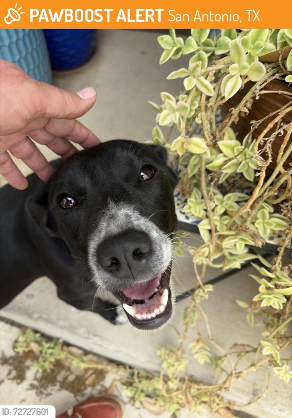 Found/Stray Female Dog last seen Halftime pizza on tezel, San Antonio, TX 78250