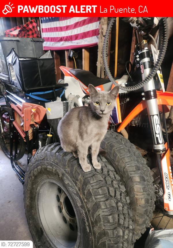 Lost Female Cat last seen San angelo and valley, La Puente, CA 91744