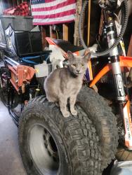 Lost Female Cat last seen San angelo and valley, La Puente, CA 91744