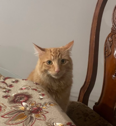 Lost Male Cat last seen Swinging Bridge Park, Dayton, TN 37321