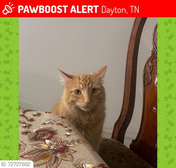 Lost Male Cat last seen Swinging Bridge Park, Dayton, TN 37321