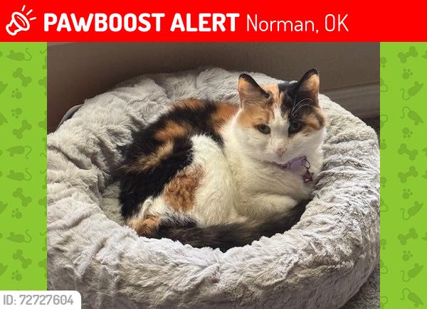 Lost Female Cat last seen Lindsay Ave & 12th Ave SE, Woodcreek Addition , Norman, OK 73071