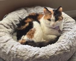Lost Female Cat last seen Lindsay Ave & 12th Ave SE, Woodcreek Addition , Norman, OK 73071