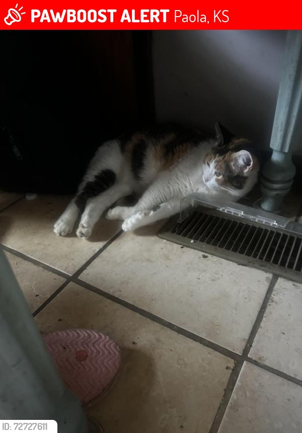 Lost Female Cat last seen Holy Trinity Catholic School, Wallace Park, Paola, KS 66071